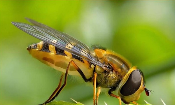 Por agroquímicos la población de abejas se reduce hasta en un 30 por ciento