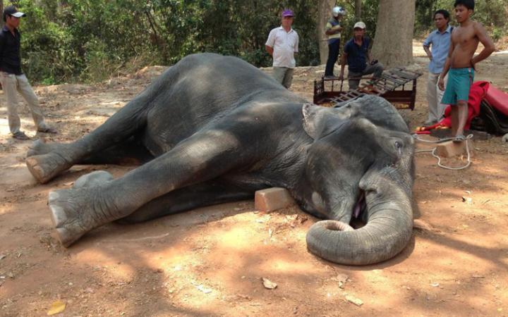 Elefante muere exhausto mientras cargaba turistas a Angkor Wat