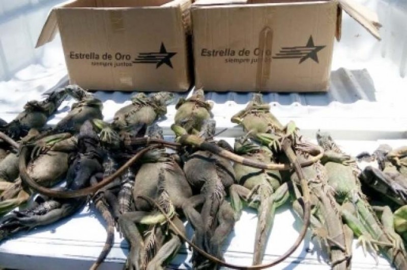 Rescatan a iguanas abandonadas en una maleta dentro de una central en Zihuatanejo
