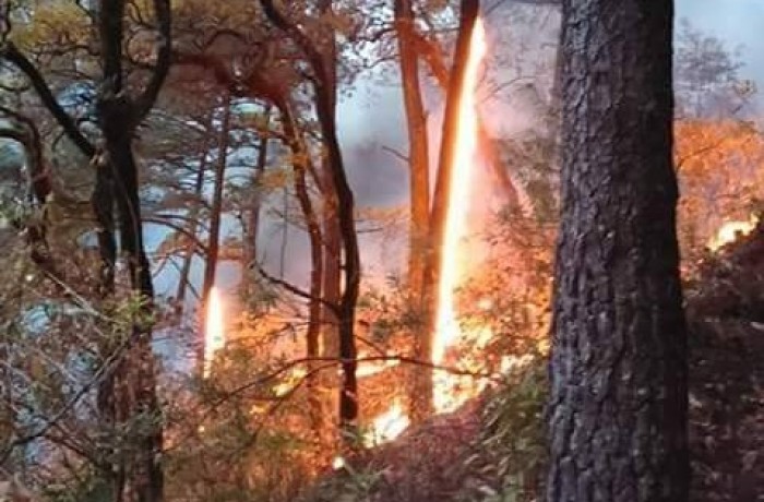 En lo que va del 2016 Incendios forestales incrementaron el doble
