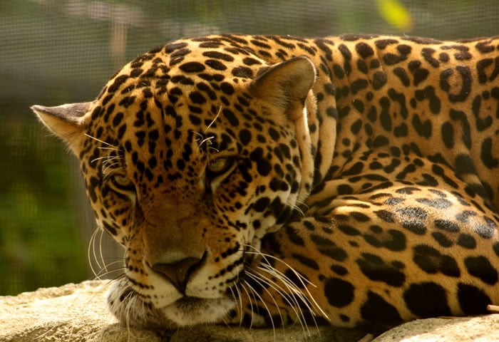 El Jaguar especie en peligro de extinción
