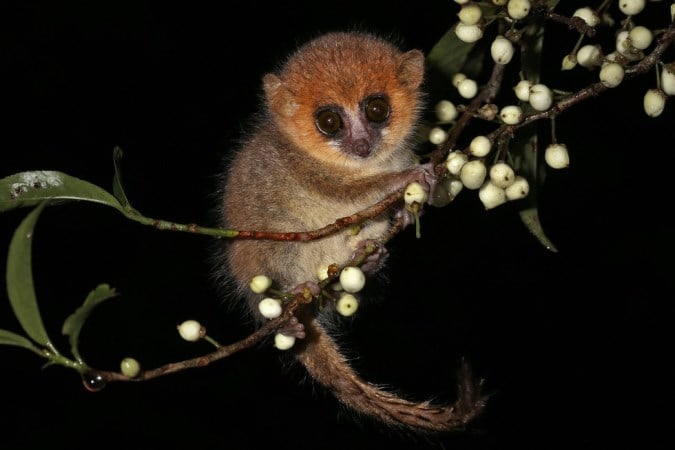 Descubren tres nuevas especies de pequeños primates en Madagascar