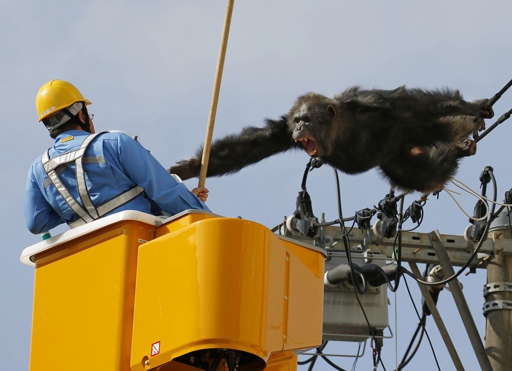 (Impactantes imágenes) Chimpancé se escapa de zoológico y trepa al alumbrado público