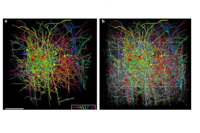 Crean el primer y más detallado mapa de conexiones neuronales