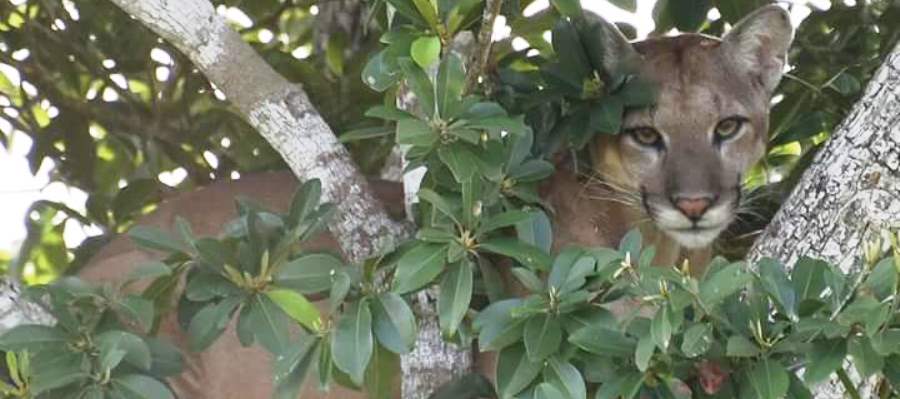 Libera Profepa puma en la «reserva de la biosfera sian ka’an»