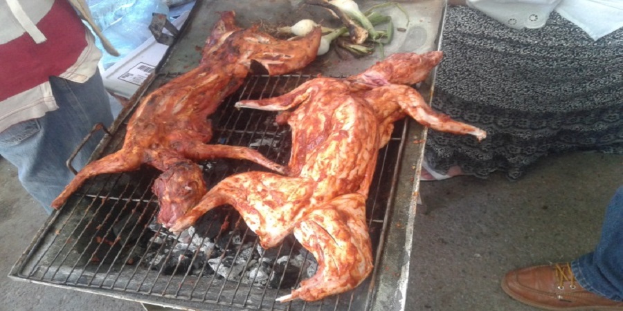 Decomisa Profepa 6 ardillas y un tlacuache en festival gastronómico en Hidalgo