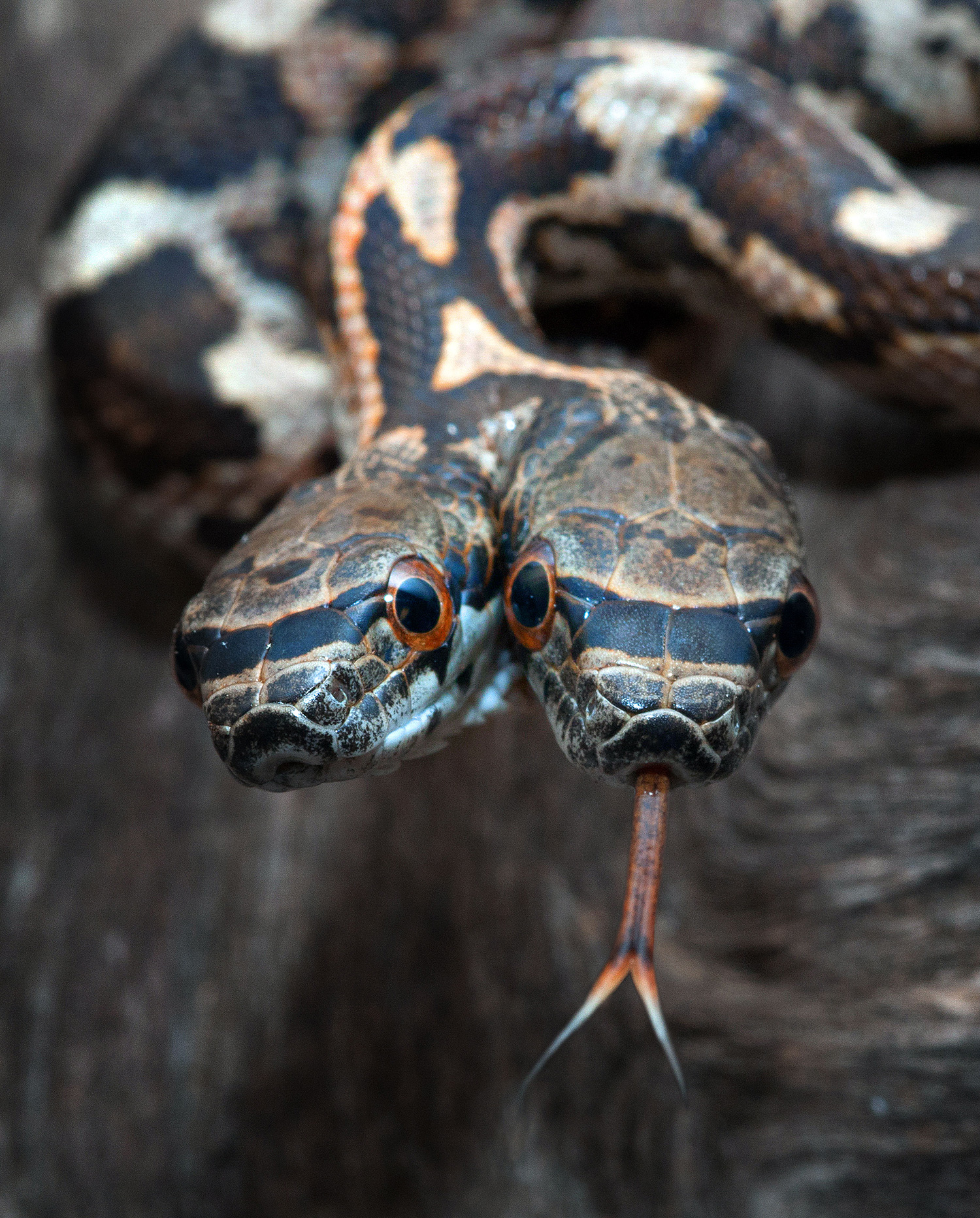 Serpiente de dos cabezas se ataca a sí misma