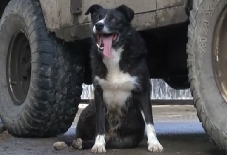 Perro atravesó más de 386 Km para volver con su familia