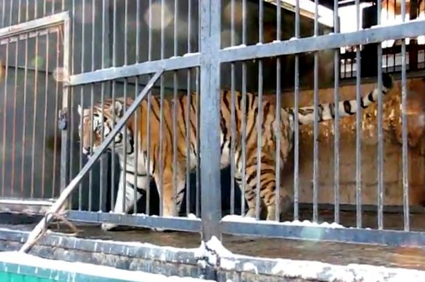 Niñita molestaba jaula de tigre, pero felino la atrapó y le comió las piernas por 40 minutos.