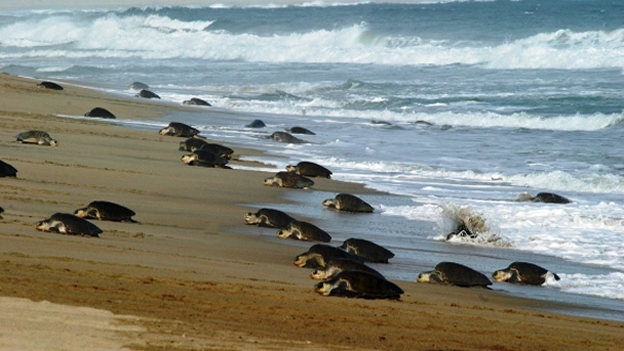 Registra Profepa protección de 1.8 millones de tortugas marinas