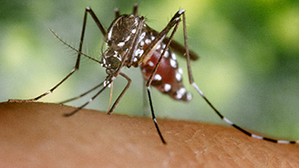 Reportan primer caso de Chikungunya en Nuevo León y Puebla