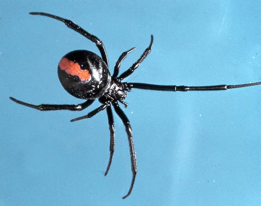 Australiano es mordido en el pene por peligrosa araña