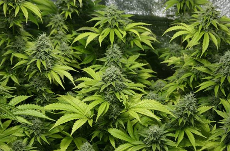 Marihuana: Cultivar autoflorecientes, los 10 mejores consejos.