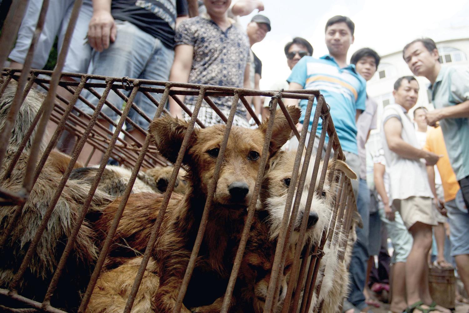 Grotesco festival de la carne mata a más de 15.000 perros al año para cocinarlos