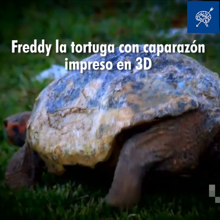 Freddy la tortuga con caparazón impreso en sistema 3D