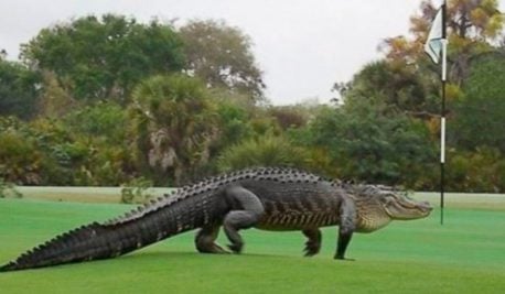 VIDEO: Cocodrilo gigante se pasea por campo de golf