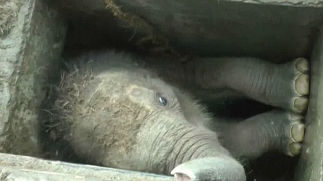 Bebé elefante atrapado en una alcantarilla fue rescatado por población local