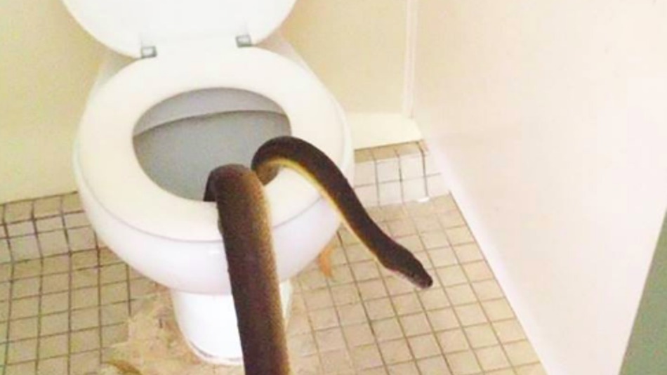 Enorme serpiente dormía su siesta dentro del inodoro de mujeres