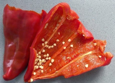 Cómo cultivar pimientos en macetas