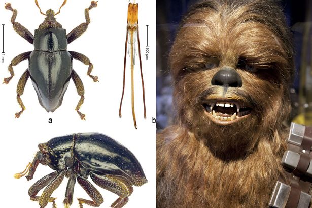 Científicos fanáticos de Star Wars llamaron Chewbacca a nueva especie de escarabajo