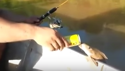 Pez bebe cerveza de mano de un pescador