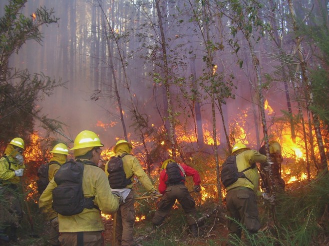 Chile logró disminuir superficie afectada por incendios forestales en período 2015-2016