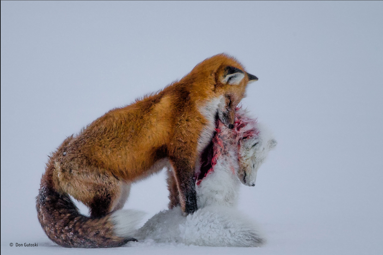 Las impresionantes fotos  finalistas del Wildlife Photographer of the Year