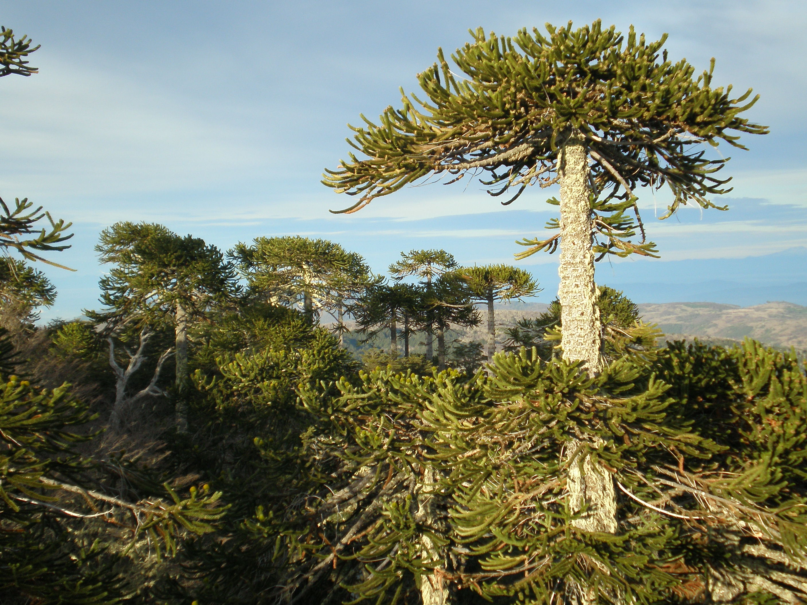 Advierten peligro de extinción de la Araucaria Araucana y piden decretar veda para el piñón