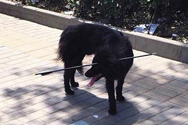Inocente perro con flecha atravesada en su cabeza es rescatado de su agonía
