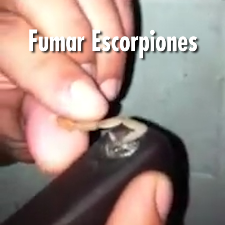 Fumar Escorpiones según los expertos es más dañino que fumar opio