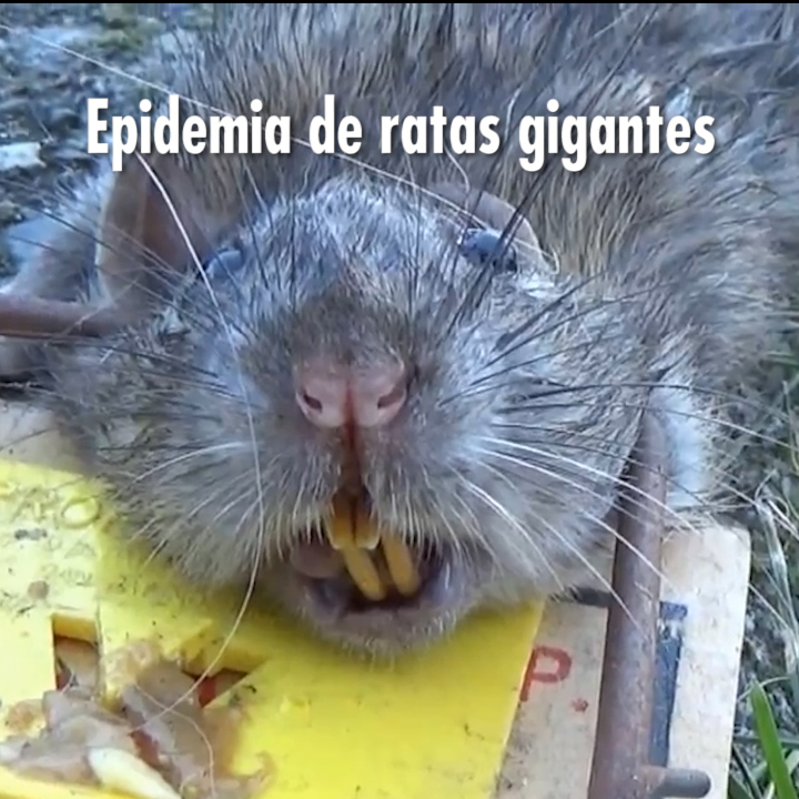 Epidemia de ratas gigantes en New York