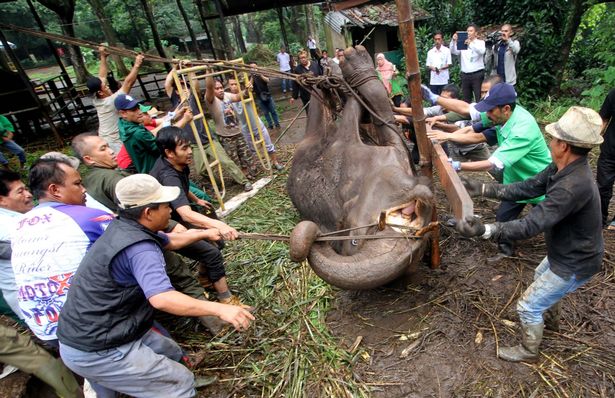 Tierna elefante muere con lágrimas de tristeza tras negligencia de zoológico