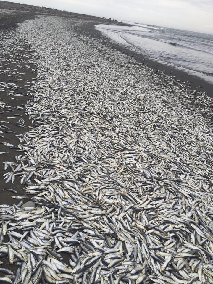 300 toneladas de sardinas nuevamente varan en pequeña localidad de La Araucanía