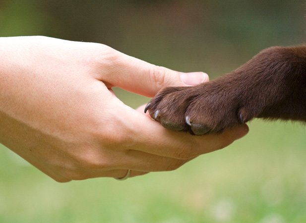 Proyecto de ley busca dar a los animales categoría jurídica de «seres con sensibilidad»