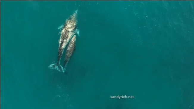 VIDEO: La hermosa escena de dos ballenas nadando con delfines (captados por un dron)