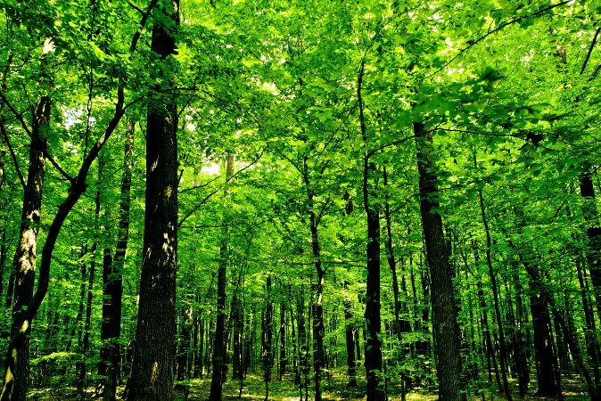Gobierno de India planea invertir 6.000 millones de dólares en reforestación