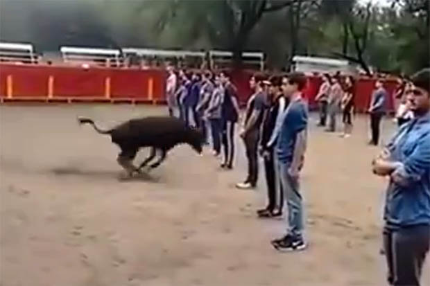 Video muestra que los toros no atacan a menos que sean provocados