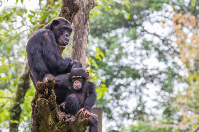 Cientos de chimpancés de laboratorio están a punto de ser libres por primera vez