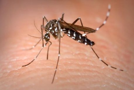 Argentina supera los 512 mil casos de dengue en lo que va de 2024