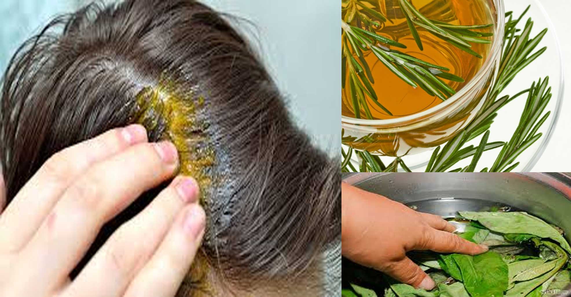 romero para oscurecer las canas romero para oscurecer las canas