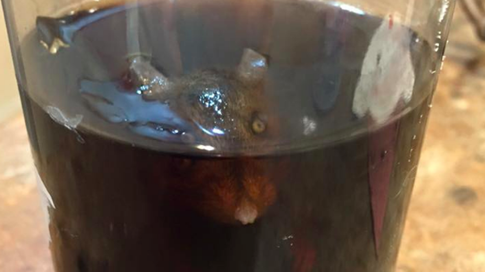 Una rata fue hallada ‘nadando’ en una botella de refresco de cola