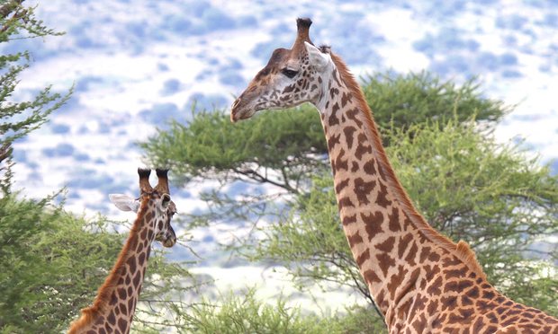Científicos dicen haber descubierto la historia genética del cuello de la jirafa