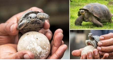 ¡Una buena noticia! Nacen tortugas bebés en Galápagos después de 100 años