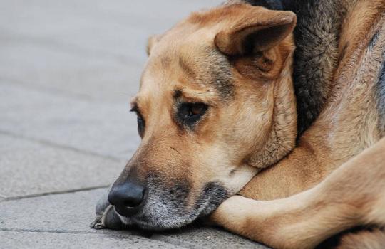 Formalizan por tenencia ilegal de arma a candidato a concejal de la UDI que mató a un perro