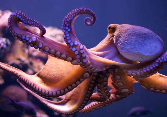 En una realidad oceánica en crisis, pulpos y calamares son los invencibles