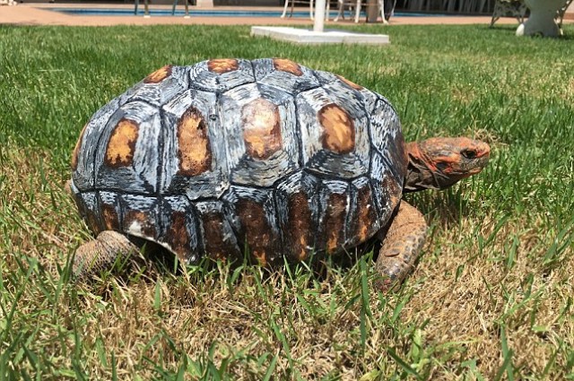 Veterinarios y diseñadores salvan la vida a una tortuga con un caparazón impreso en 3D