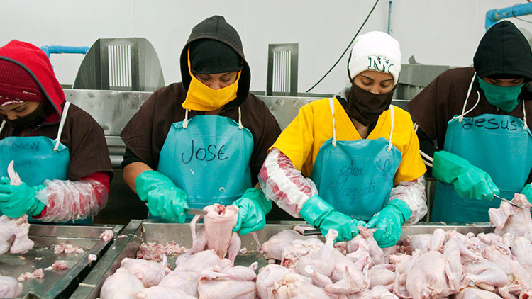 ¡Indignante! Obligan a usar pañales a empleados de la industria avícola de EE.UU. para que no dejen de producir