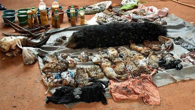 Encuentran cadáveres de 40 cachorros de tigre y un manturón en un famoso templo budista de Tailandia