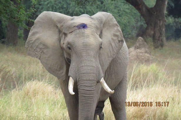 Asombroso: Elefante baleado en la frente busca ayuda de veterinarios para que le saquen la bala