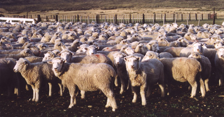 Organización internacional denunciará caso de maltrato animal en granjas ovejeras chilenas